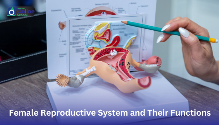 Lesson 03: Structures of Female Reproductive System and Their Functions